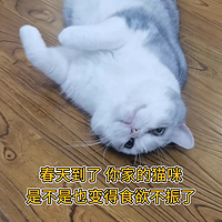 春季猫咪厌食之谜，铲屎官们速看！