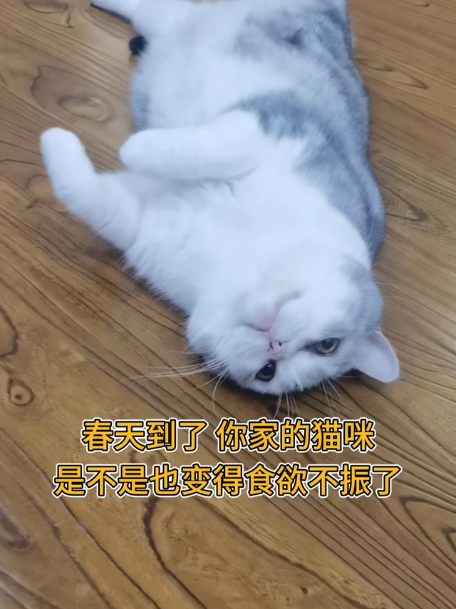 春季猫咪厌食之谜，铲屎官们速看！