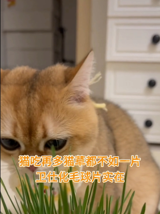 我家猫化毛全靠它！卫仕化毛片真的绝