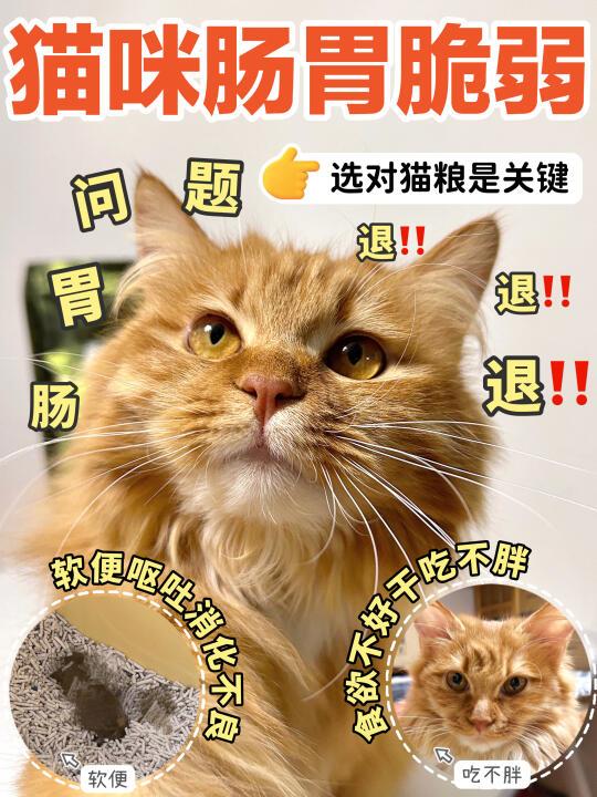 玻璃胃成功逆袭！我家猫咪终于长肉肉了！