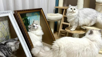 油画猫窝：艺术与舒适的完美结合，猫咪新宠