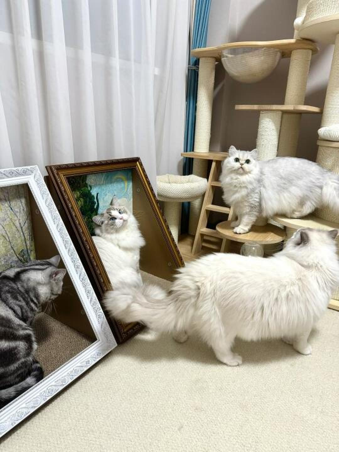 油画猫窝:艺术与舒适的完美结合,猫咪新宠