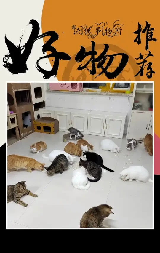 一次就得喂一袋，不捡你们好了！#流浪猫 #猫 #猫咪 #猫咪冻干零食推荐
