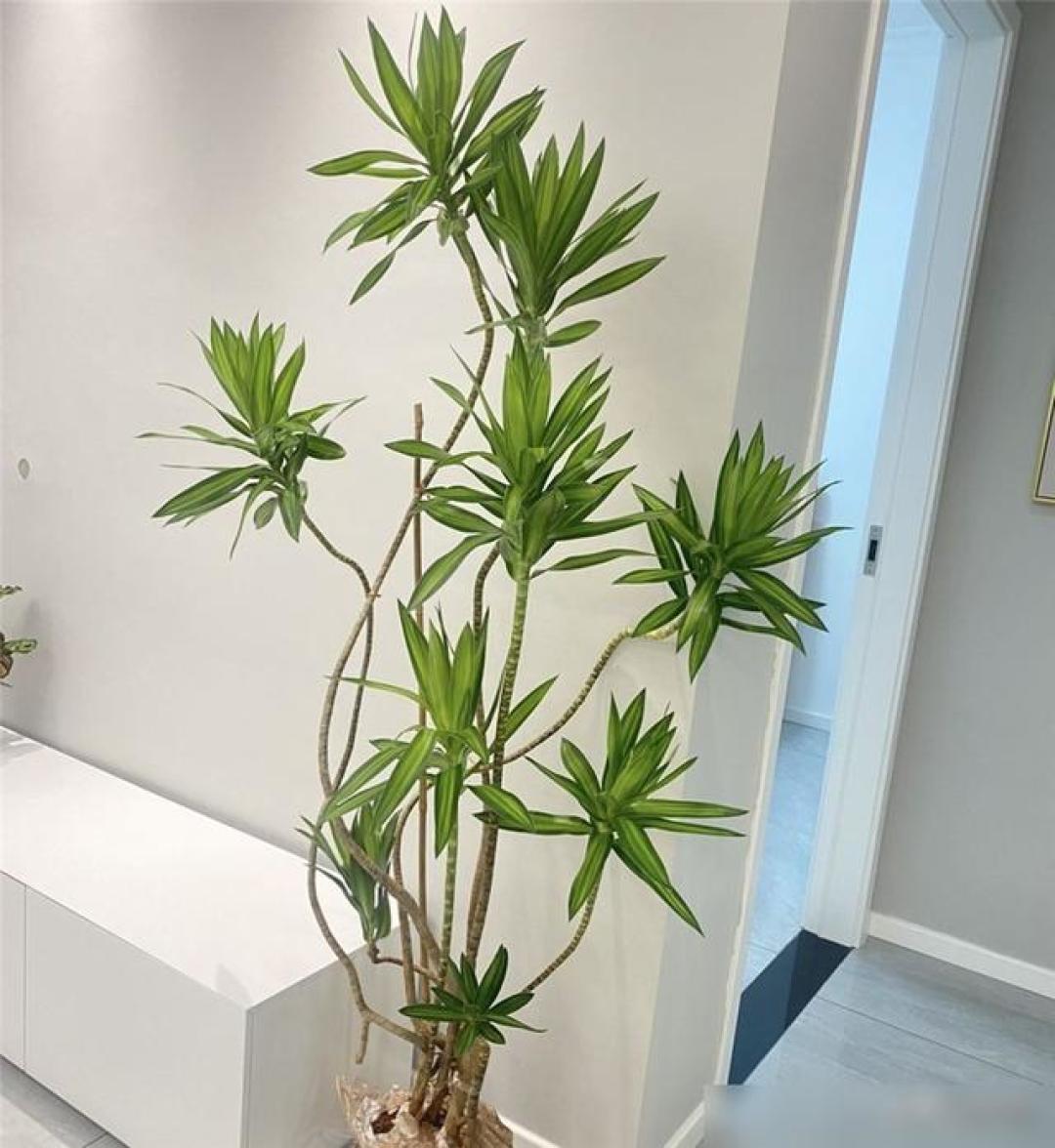 8款高颜值且易打理的客厅绿植推荐