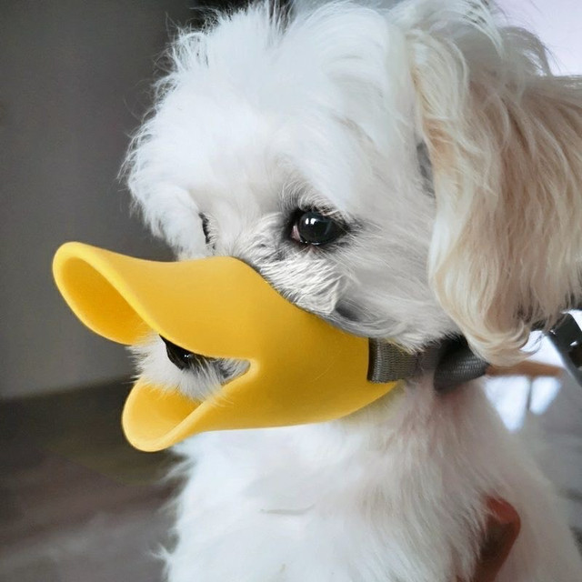 养宠必备好物，小型犬嘴套真的绝！