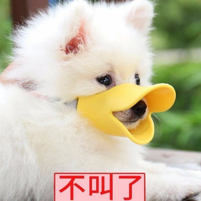 贝意品其他宠物出行装备