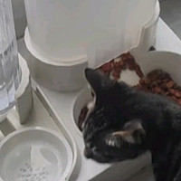 华元宠具猫咪自动喂食器饮水机一体猫碗双碗设计：宠物喂食新体验