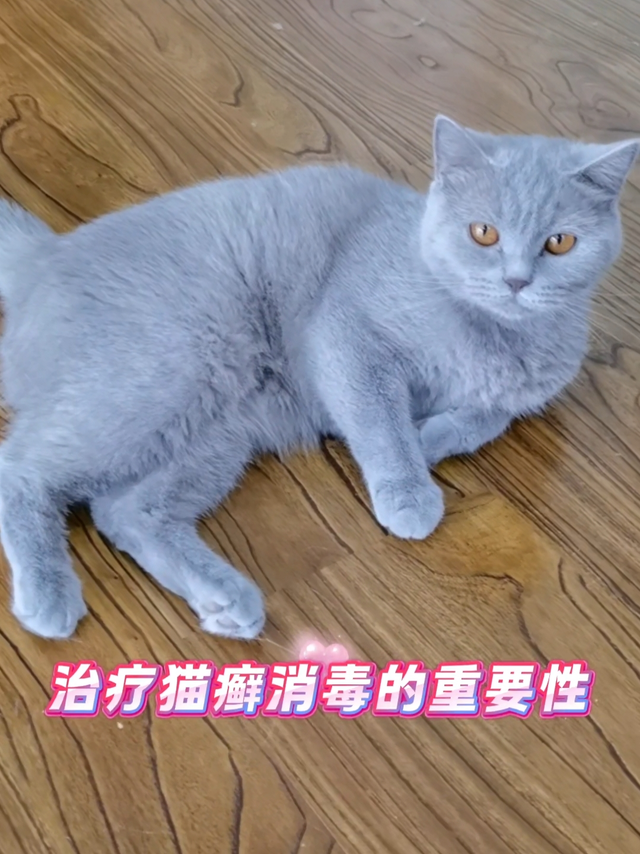 治疗猫癣消毒的重要性