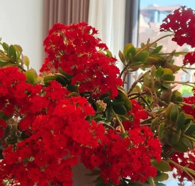 6大“致命便宜花”，它们正在偷走你的健康！再便宜也不要碰