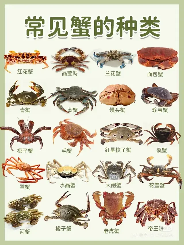 了解常见蟹的种类大全