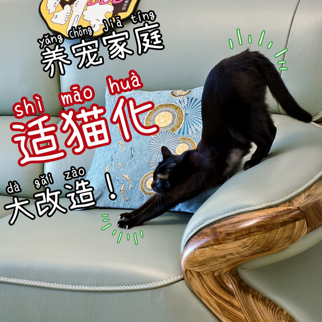 养宠家庭“适猫化”大改造！来看看我干了啥？