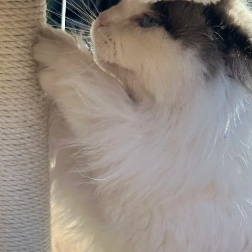 乐吱吱猫爬架，人宠共享的幸福小物