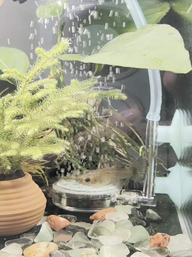 画法几何增氧泵，你知道吗？