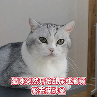 猫咪尿闭怎么办？如何治疗