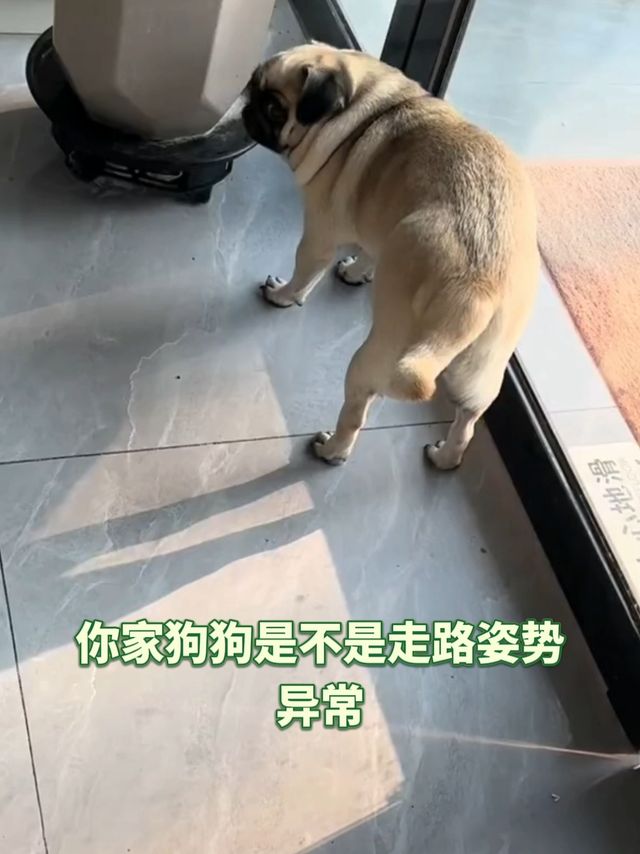 还在盲目给狗狗补钙？软骨问题还得靠它