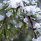 春天的珍贵礼物 ------ 一场春雪