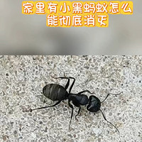 家里有小黑蚂蚁怎么清除