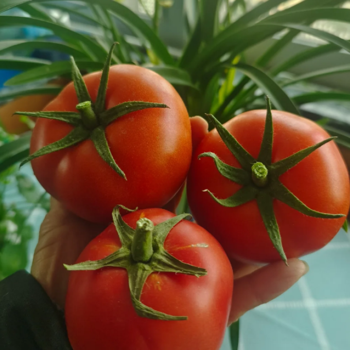 蔬菜