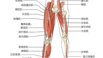 趁着春季减肥刚开始，聊聊练腿的那些事！