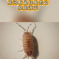 房间有鼠妇虫怎么彻底消灭它