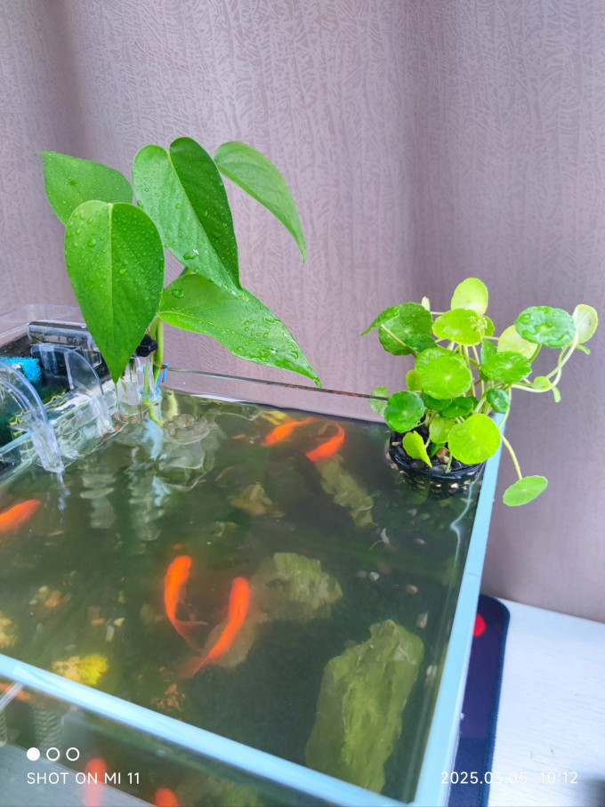 斯麦欧抹布