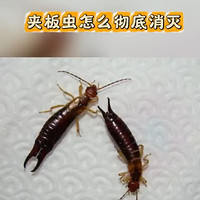 夹板虫怎么彻底消灭干净掉的虫子