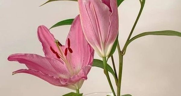DHC草莓果香护唇膏登场 成分功效全解析 多维度对比看优势