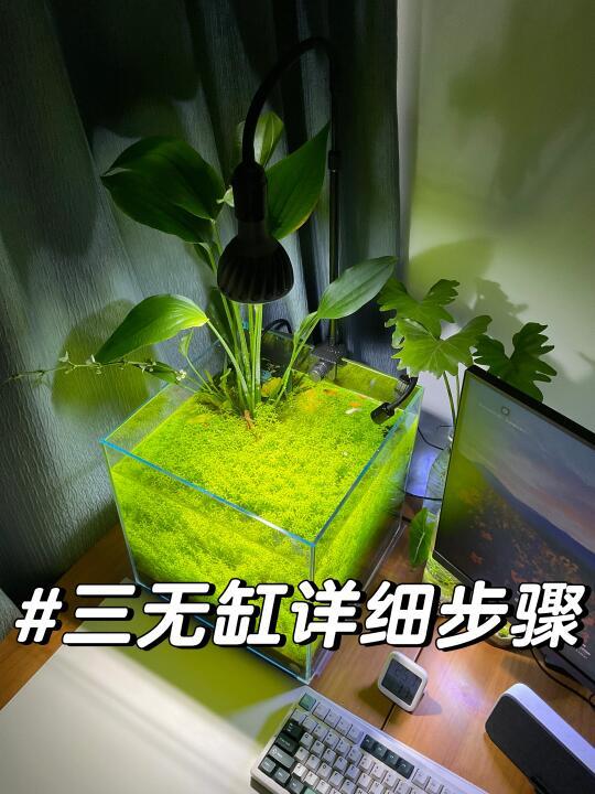 三无缸（无过滤、无CO2、无液肥）小攻略
