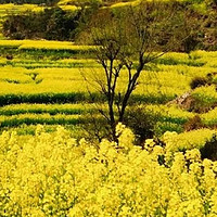 云南罗平油菜花田：旅行少女的梦幻打卡天堂✨