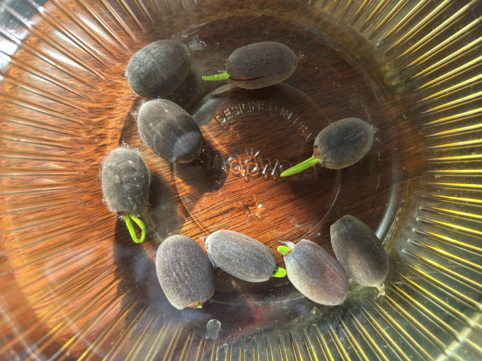 生机勃勃的睡莲种子