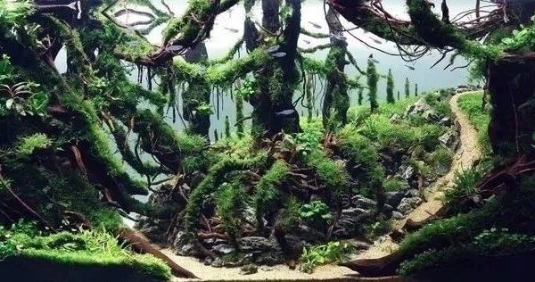 水草缸常用十种底床的综合评分