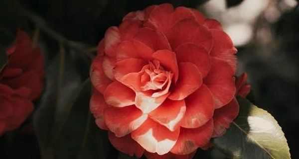 拜格BAYCO不锈钢剔骨刀评测：皮套设计与多场景应用解析