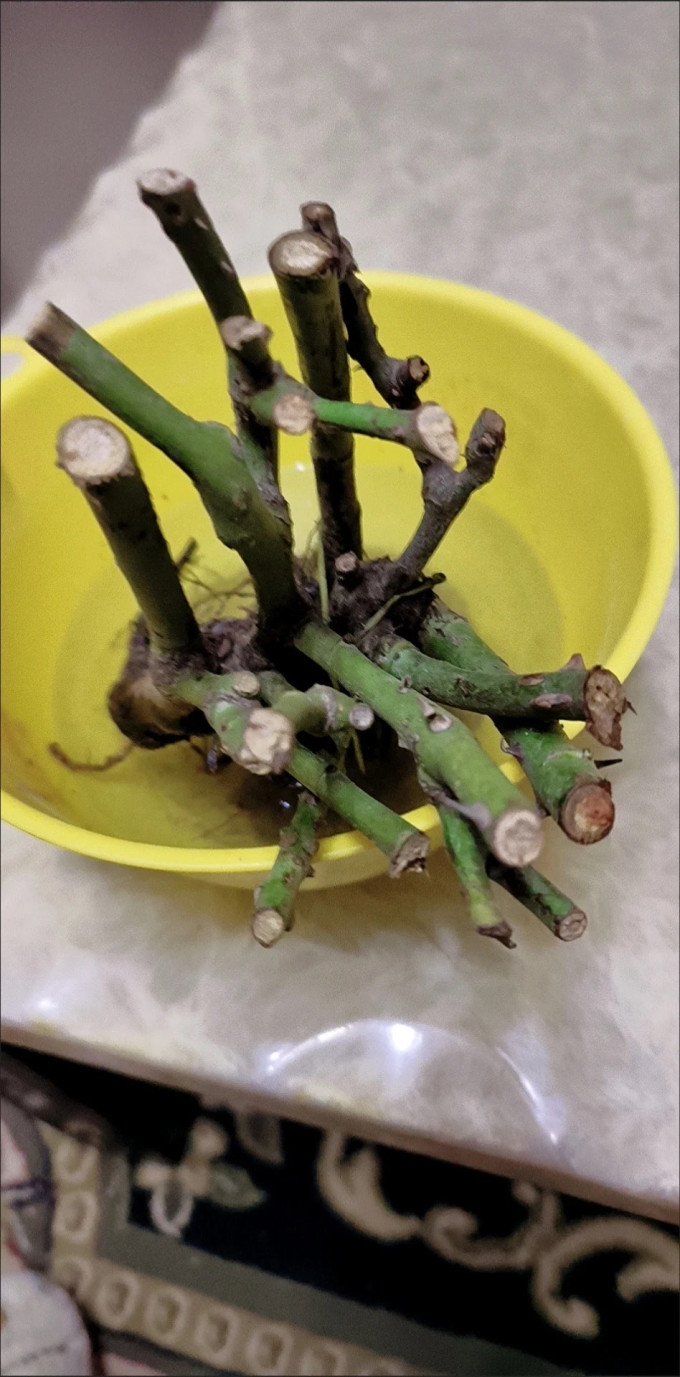 盆栽