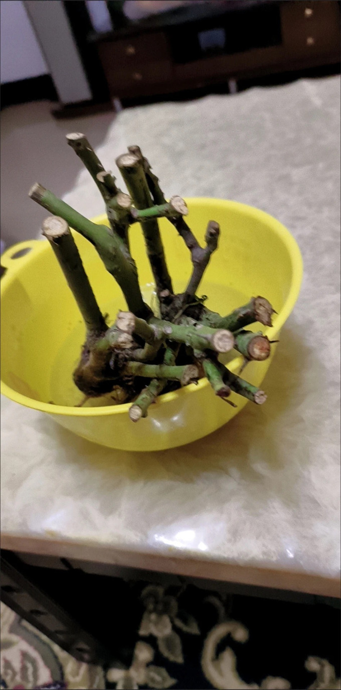 盆栽