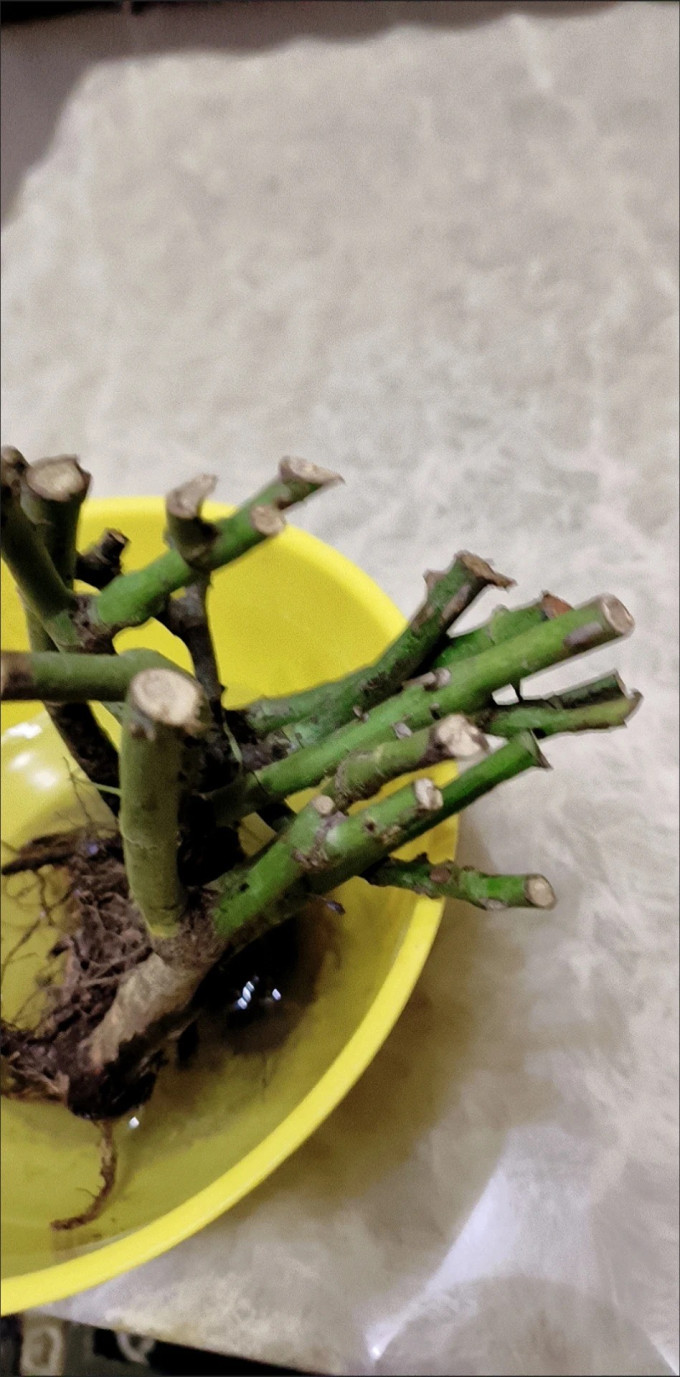 盆栽