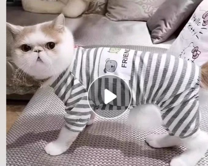 猫狗通用服饰