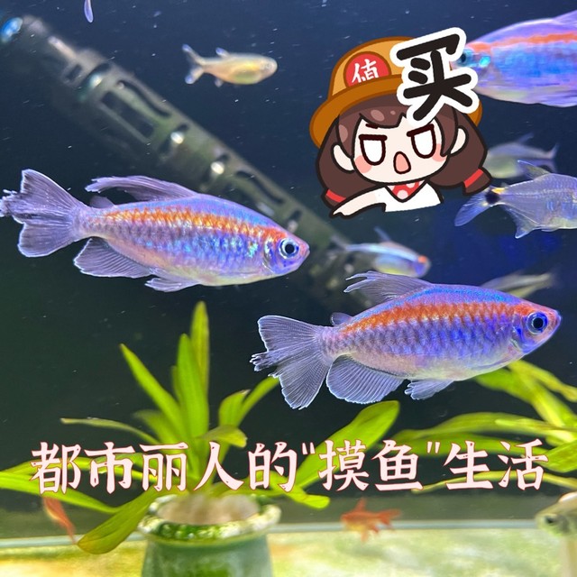 都市丽人养鱼修真指南：谁说摸鱼不能提升灵魂GDP？