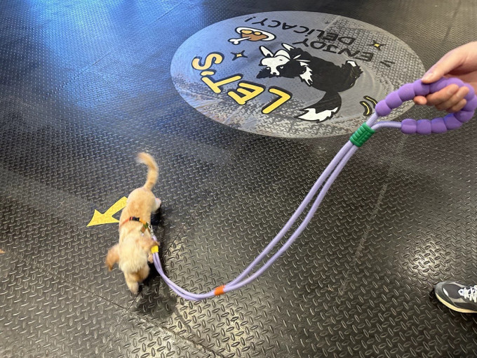 狗狗胸背/牵引