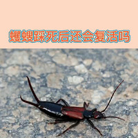 蠼螋踩死后还会复活吗