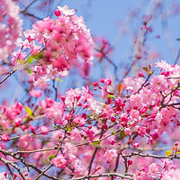 西华公园庾园海棠花已开一部分，下周盛花期（附海棠花拍照的几个好去处）