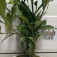 八芽小叶栀子花盆栽：室内桌面绿植新宠🌿