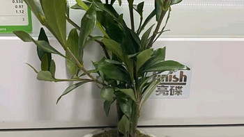 八芽小叶栀子花盆栽：室内桌面绿植新宠🌿