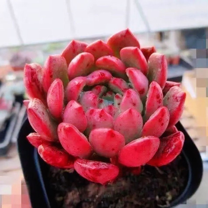 湘英多肉