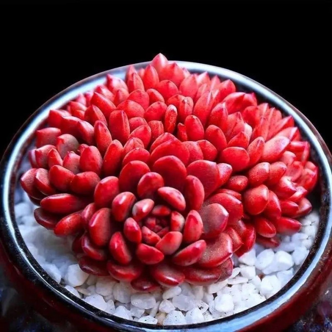 湘英多肉