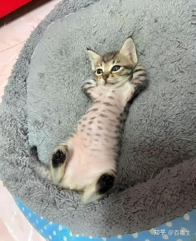 网易严选猫咪干粮