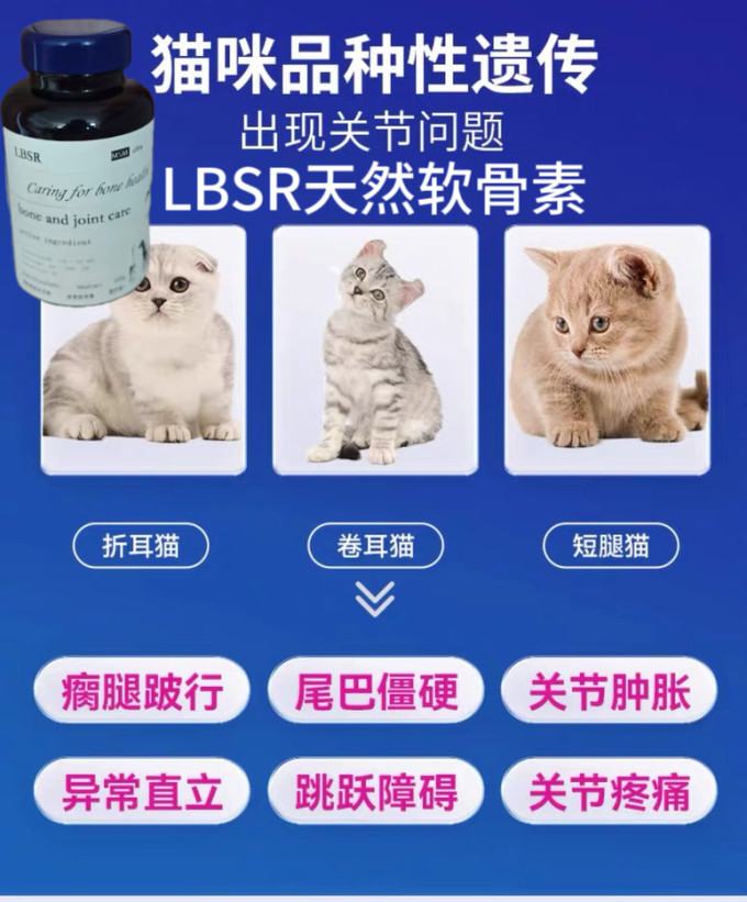 猫咪