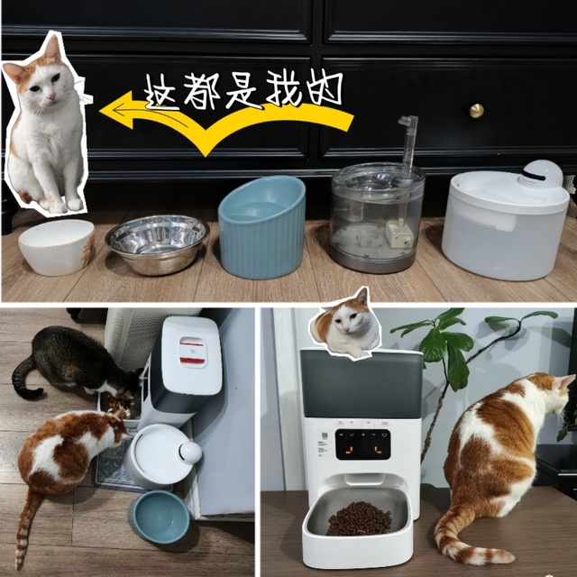 养猫十年，为猫猫攒下一支吃喝道具组