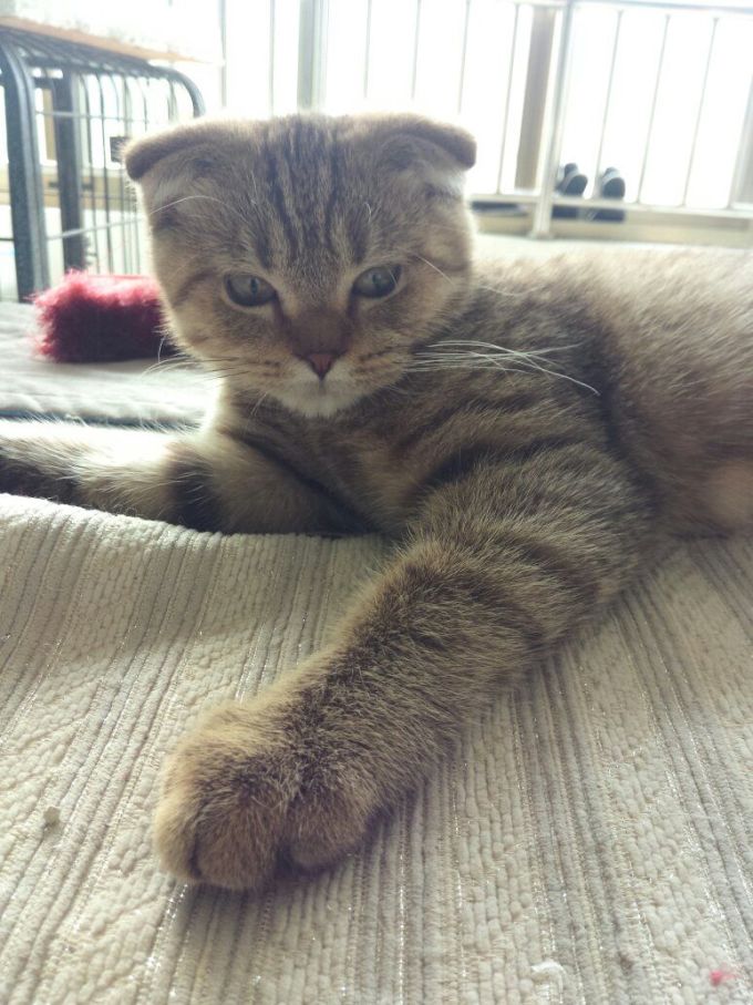 猫咪