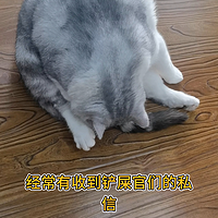 救命！我家猫总蹭屁股，原来是肛门腺炎在搞鬼