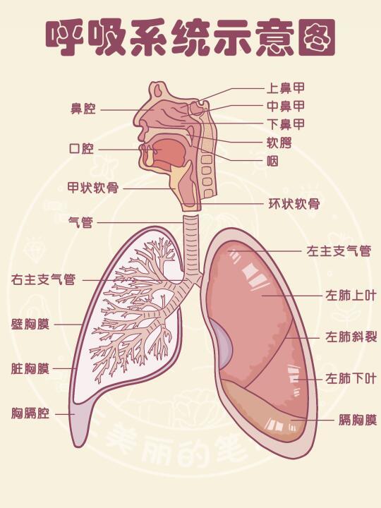 学习笔记✍🏻呼吸系统常见疾病